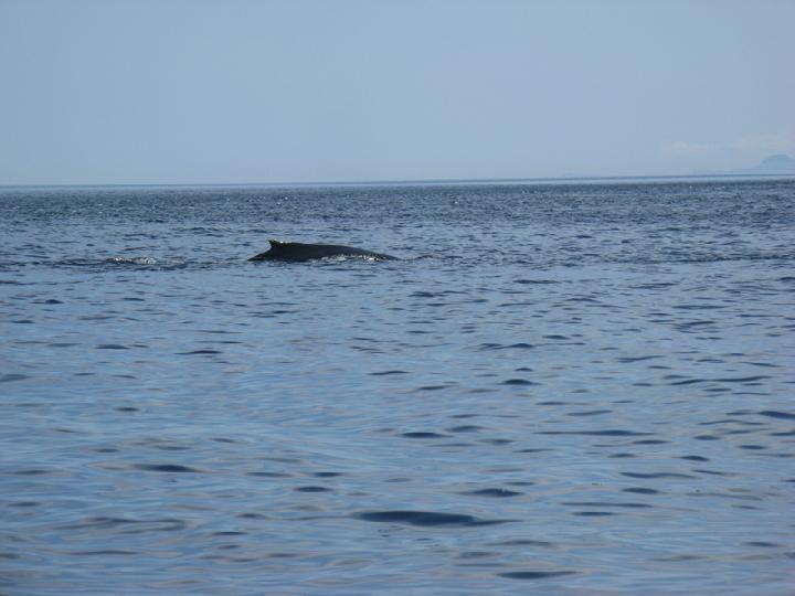 Baleines 032.JPG